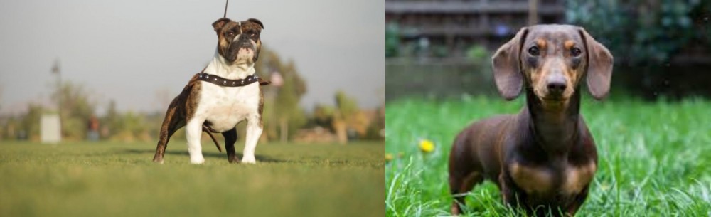 Miniature Dachshund vs Bantam Bulldog - Breed Comparison