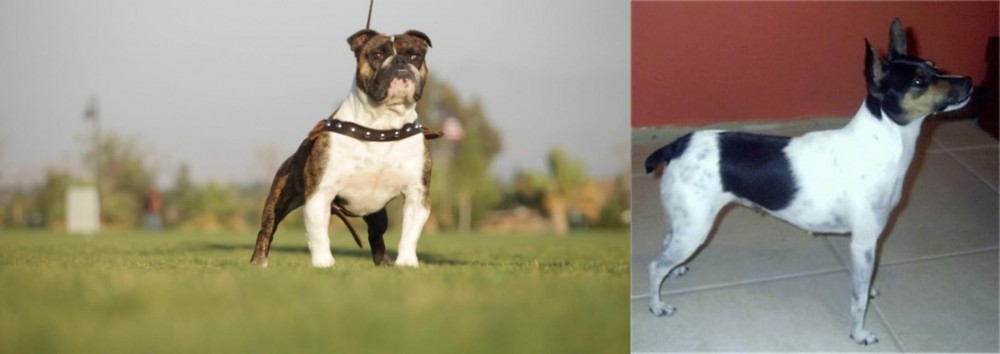 Miniature Fox Terrier vs Bantam Bulldog - Breed Comparison