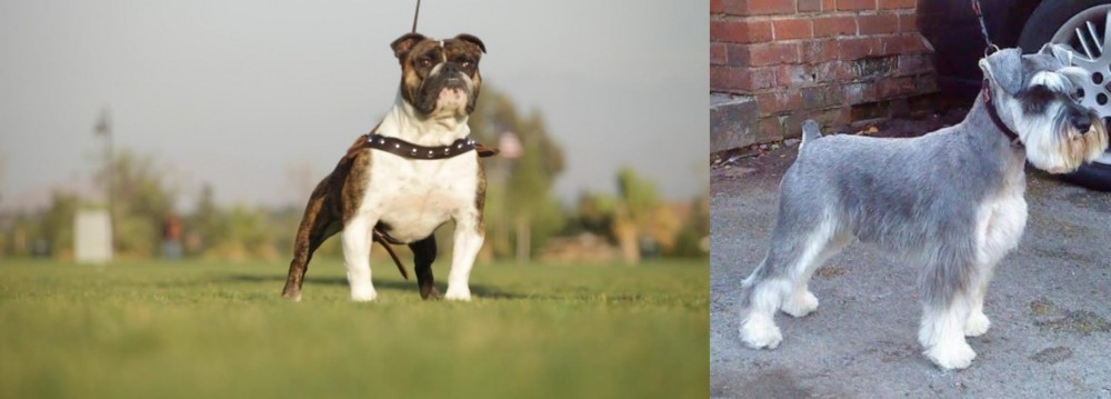 Miniature Schnauzer vs Bantam Bulldog - Breed Comparison
