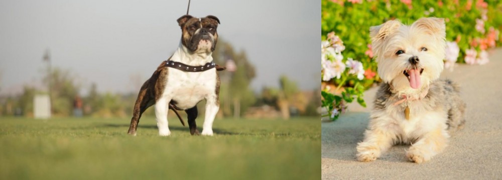 Morkie vs Bantam Bulldog - Breed Comparison