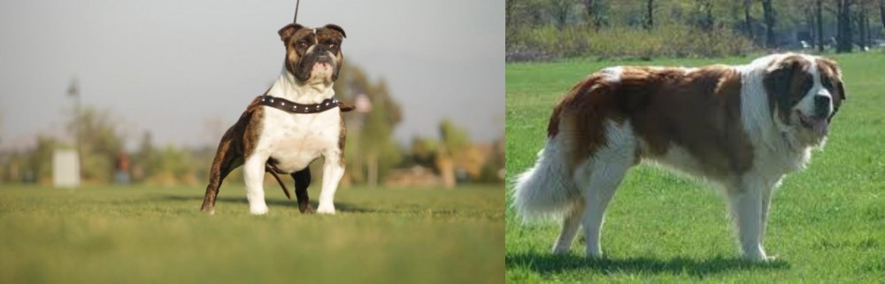 Moscow Watchdog vs Bantam Bulldog - Breed Comparison