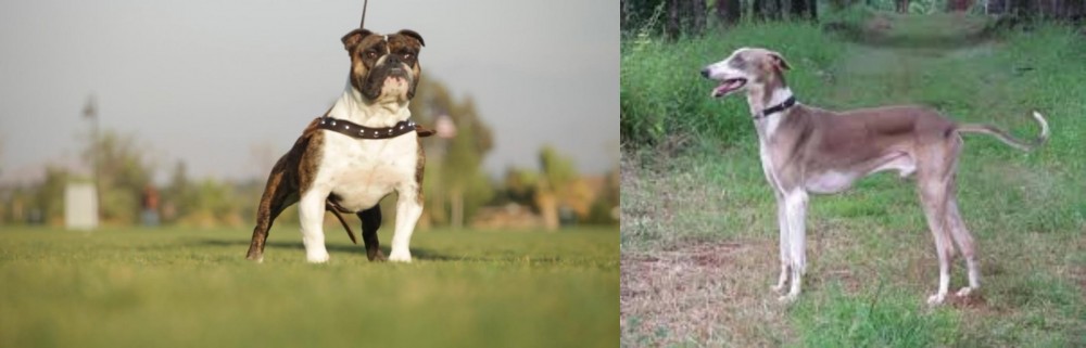 Mudhol Hound vs Bantam Bulldog - Breed Comparison