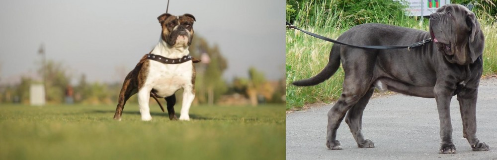 Neapolitan Mastiff vs Bantam Bulldog - Breed Comparison