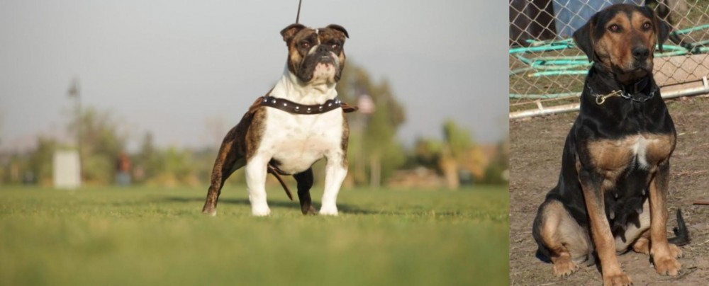 New Zealand Huntaway vs Bantam Bulldog - Breed Comparison