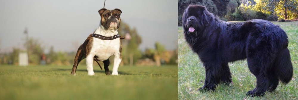 Newfoundland Dog vs Bantam Bulldog - Breed Comparison