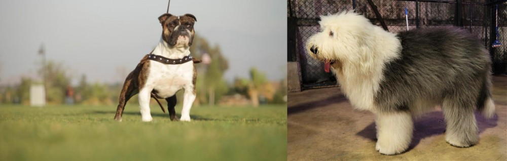 Old English Sheepdog vs Bantam Bulldog - Breed Comparison