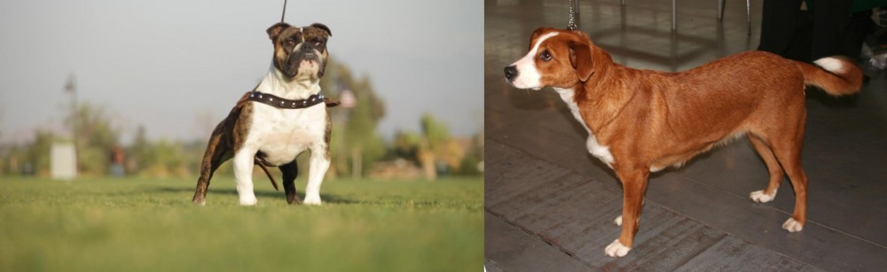 Osterreichischer Kurzhaariger Pinscher vs Bantam Bulldog - Breed Comparison