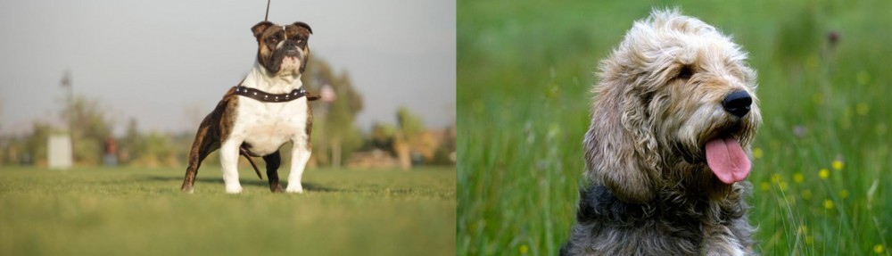 Otterhound vs Bantam Bulldog - Breed Comparison