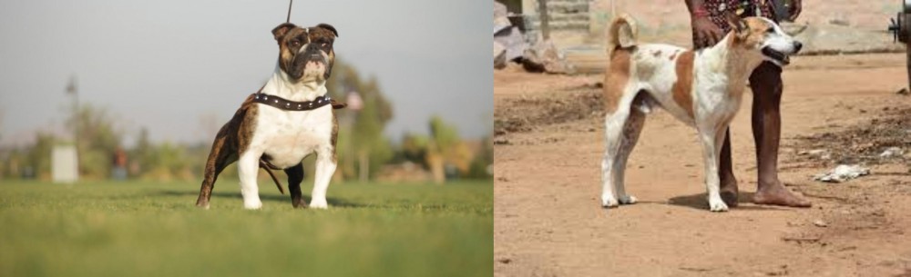 Pandikona vs Bantam Bulldog - Breed Comparison
