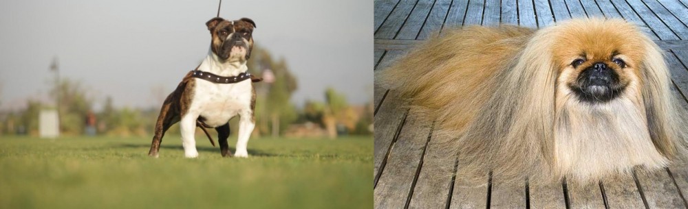 Pekingese vs Bantam Bulldog - Breed Comparison