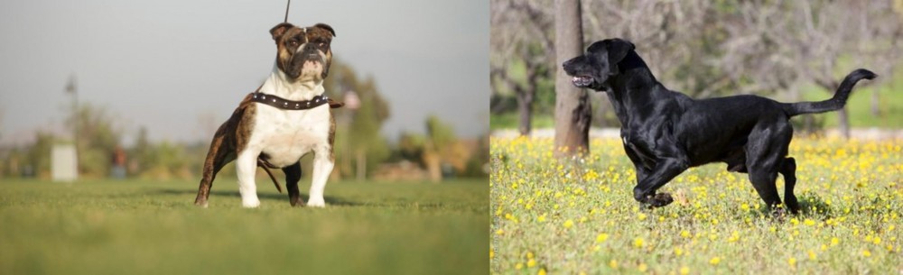 Perro de Pastor Mallorquin vs Bantam Bulldog - Breed Comparison