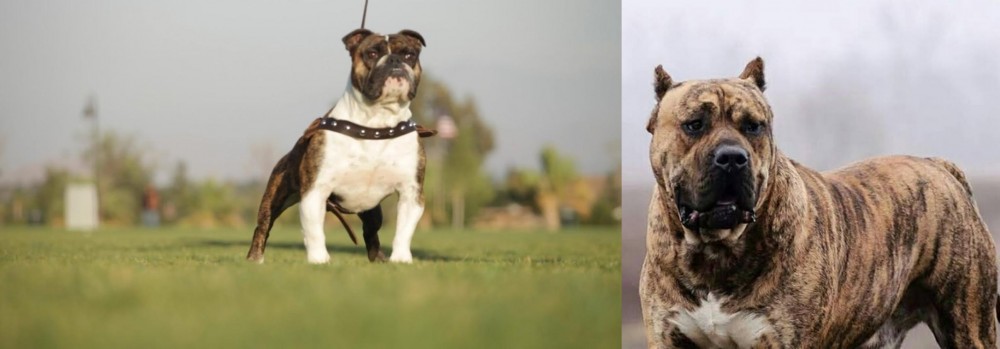 Perro de Presa Canario vs Bantam Bulldog - Breed Comparison