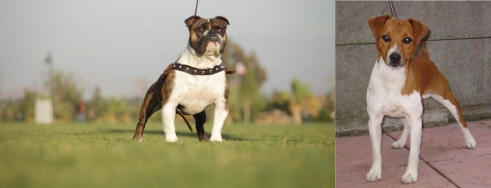 Plummer Terrier vs Bantam Bulldog - Breed Comparison
