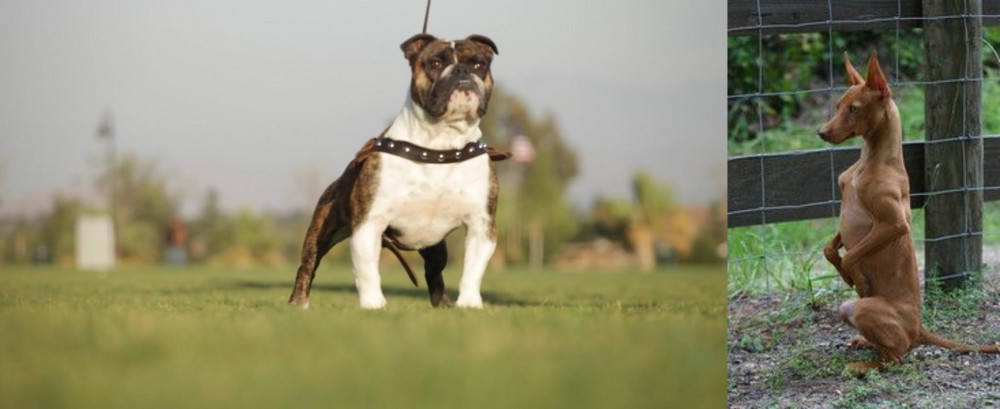 Podenco Andaluz vs Bantam Bulldog - Breed Comparison
