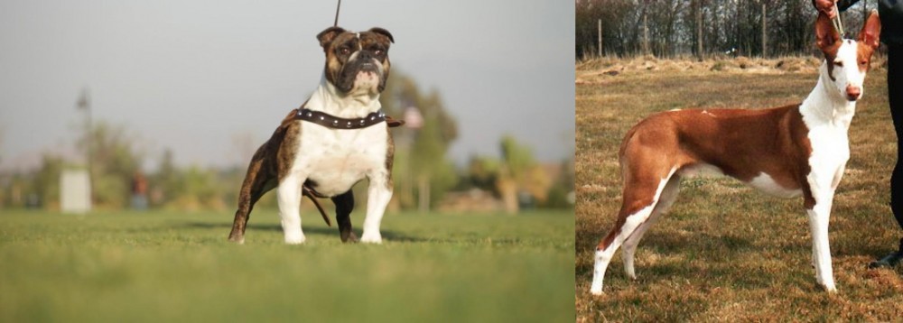 Podenco Canario vs Bantam Bulldog - Breed Comparison