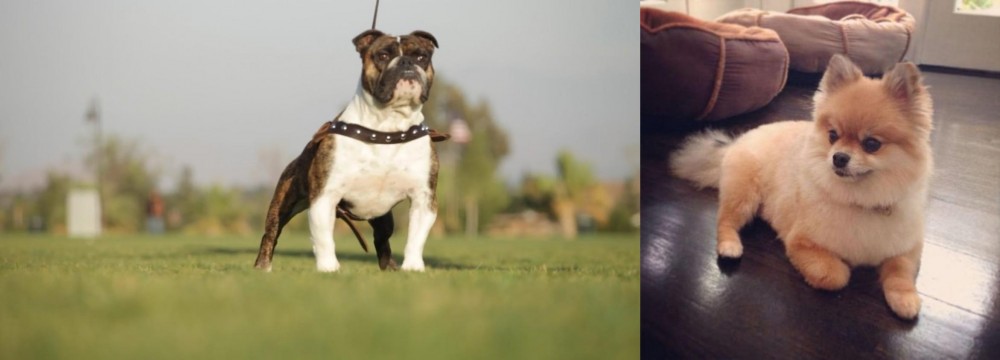 Pomeranian vs Bantam Bulldog - Breed Comparison