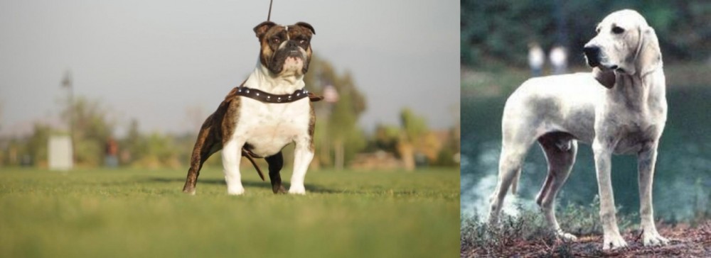Porcelaine vs Bantam Bulldog - Breed Comparison