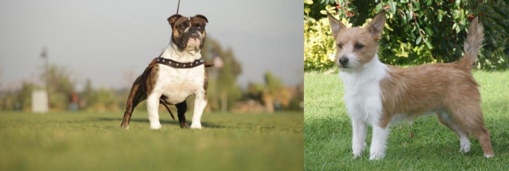 Portuguese Podengo vs Bantam Bulldog - Breed Comparison