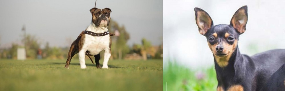 Prazsky Krysarik vs Bantam Bulldog - Breed Comparison