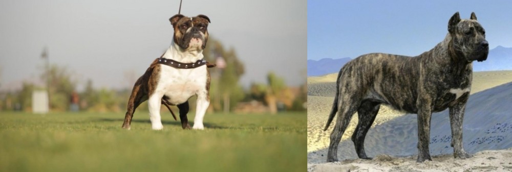 Presa Canario vs Bantam Bulldog - Breed Comparison