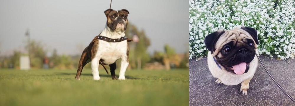 Pug vs Bantam Bulldog - Breed Comparison