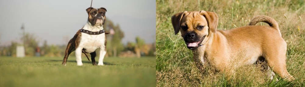 Puggle vs Bantam Bulldog - Breed Comparison