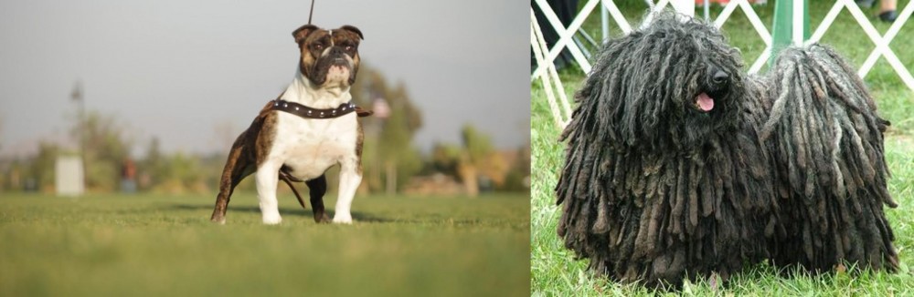 Puli vs Bantam Bulldog - Breed Comparison