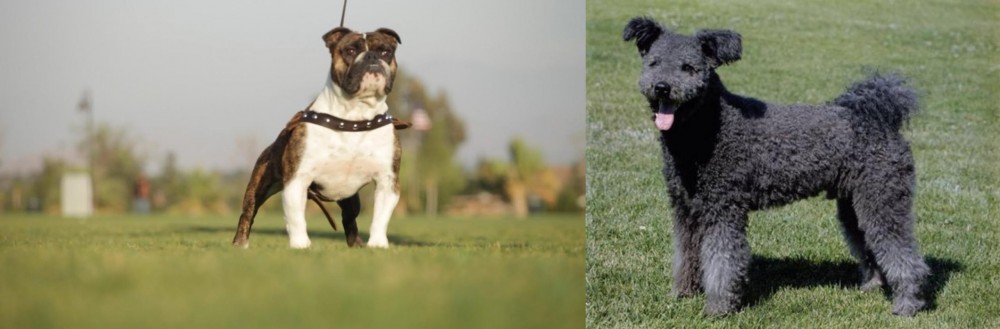 Pumi vs Bantam Bulldog - Breed Comparison