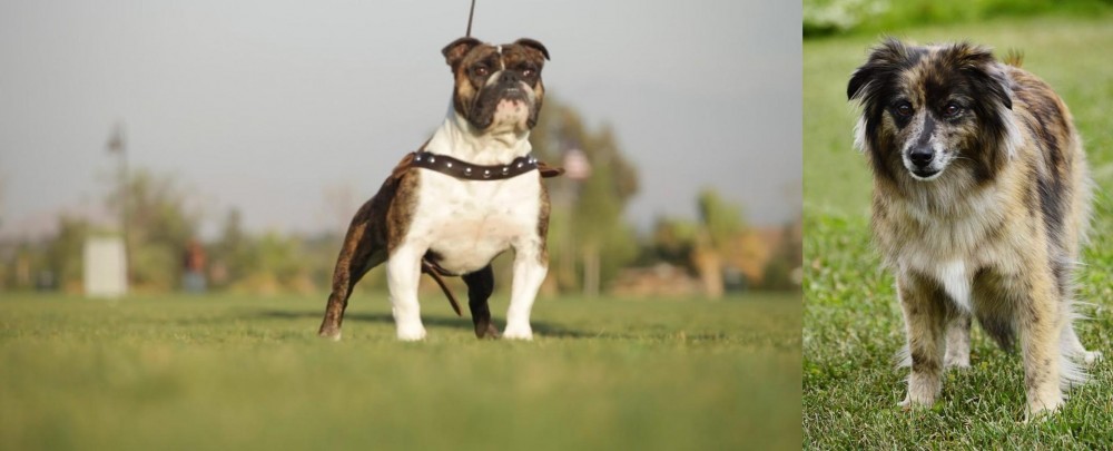 Pyrenean Shepherd vs Bantam Bulldog - Breed Comparison