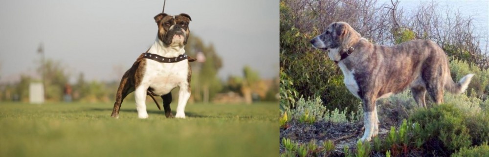 Rafeiro do Alentejo vs Bantam Bulldog - Breed Comparison