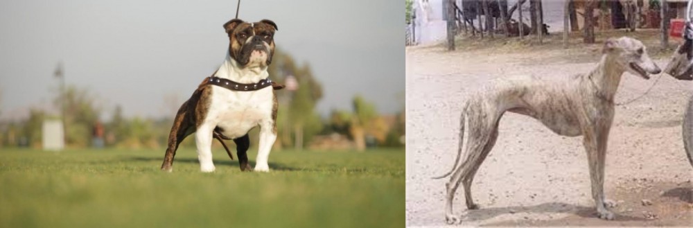Rampur Greyhound vs Bantam Bulldog - Breed Comparison