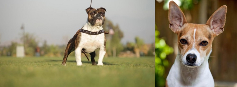Rat Terrier vs Bantam Bulldog - Breed Comparison