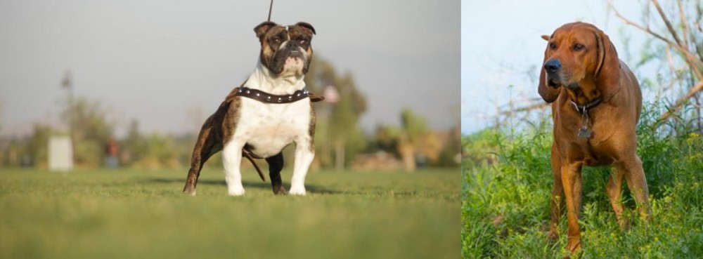 Redbone Coonhound vs Bantam Bulldog - Breed Comparison