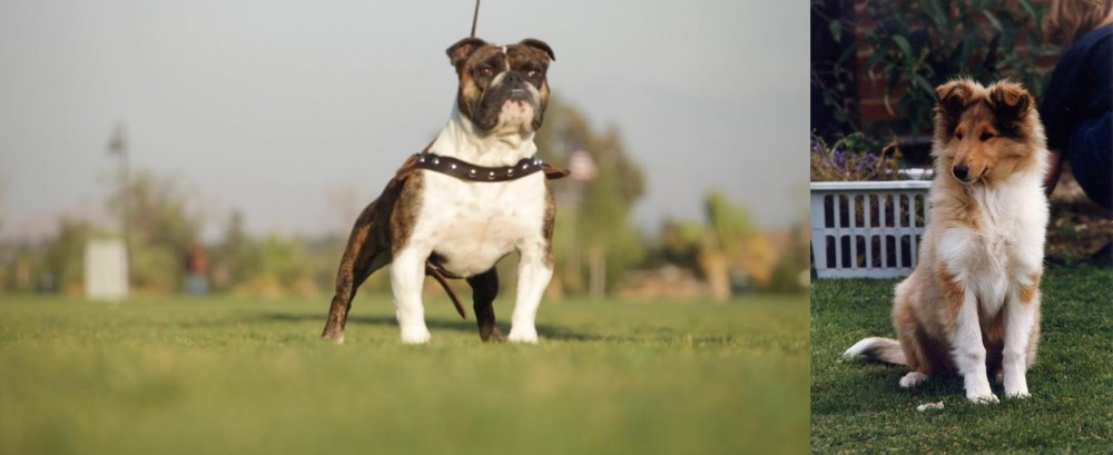 Rough Collie vs Bantam Bulldog - Breed Comparison