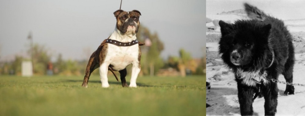 Sakhalin Husky vs Bantam Bulldog - Breed Comparison