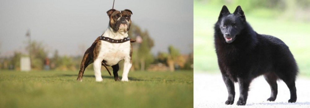 Schipperke vs Bantam Bulldog - Breed Comparison
