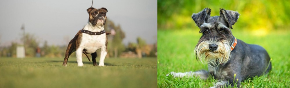 Schnauzer vs Bantam Bulldog - Breed Comparison