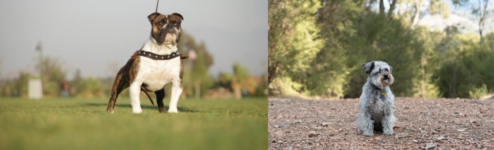 Schnoodle vs Bantam Bulldog - Breed Comparison