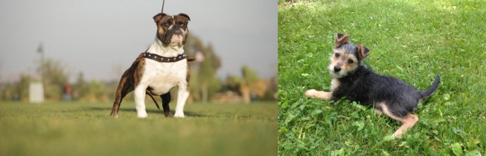Schnorkie vs Bantam Bulldog - Breed Comparison