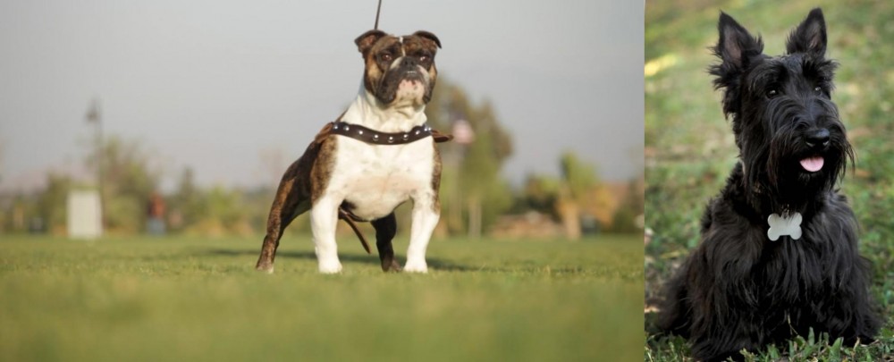 Scoland Terrier vs Bantam Bulldog - Breed Comparison