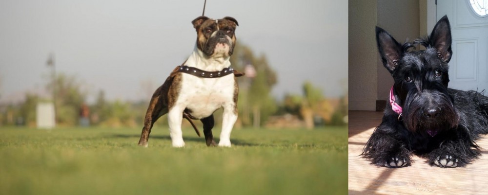Scottish Terrier vs Bantam Bulldog - Breed Comparison