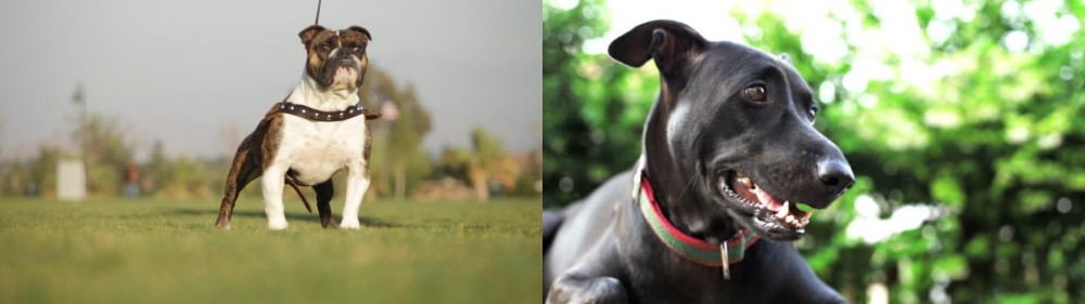 Shepard Labrador vs Bantam Bulldog - Breed Comparison