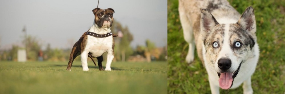 Shepherd Husky vs Bantam Bulldog - Breed Comparison