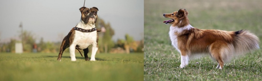 Shetland Sheepdog vs Bantam Bulldog - Breed Comparison