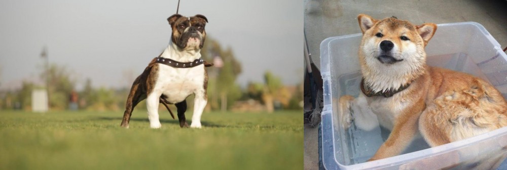 Shiba Inu vs Bantam Bulldog - Breed Comparison