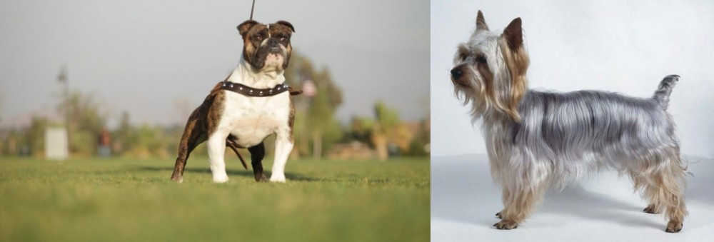 Silky Terrier vs Bantam Bulldog - Breed Comparison
