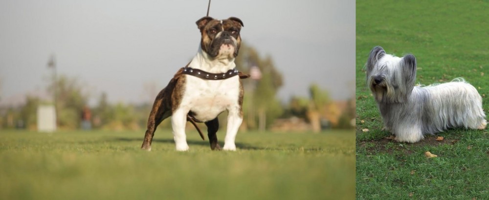 Skye Terrier vs Bantam Bulldog - Breed Comparison