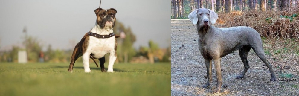 Slovensky Hrubosrsty Stavac vs Bantam Bulldog - Breed Comparison