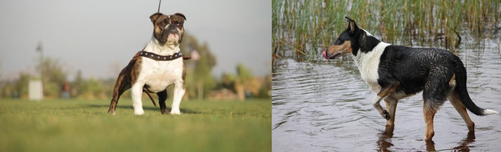 Smooth Collie vs Bantam Bulldog - Breed Comparison