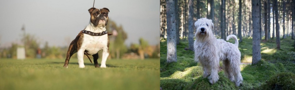 Soft-Coated Wheaten Terrier vs Bantam Bulldog - Breed Comparison